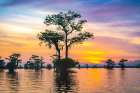 USA-Louisiana-Atchafalaya Basin-Atchafalaya Swamp Cypress trees reflect on at sunrise Art Print